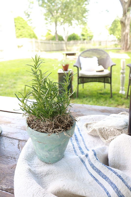 French Country Style - potted rosemary