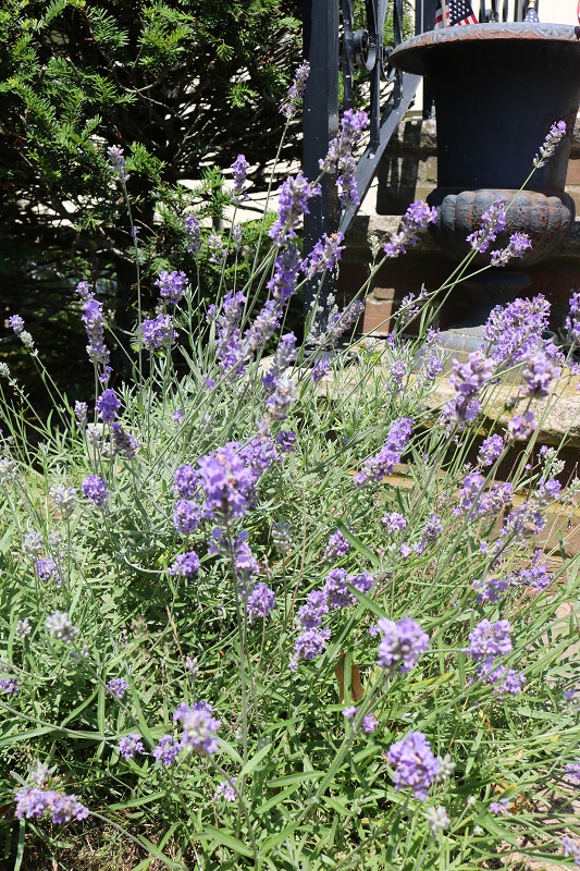 Handmade Gift Tags for Lavender Gifts - lavender bush