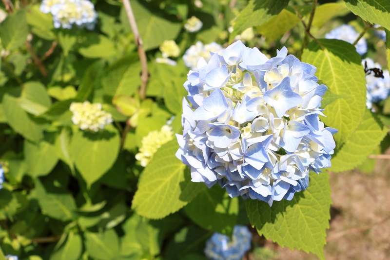 Showstopping Hydrangea Arrangements - in bloom on bushes, closeup